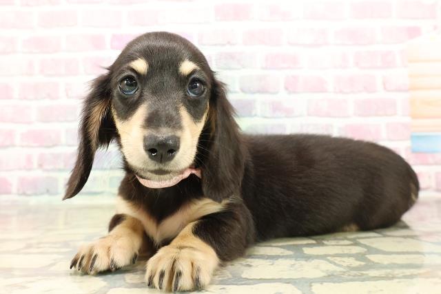 東京都のミニチュアダックスフンド(ロング) (Coo&RIKU新小岩店/2025年8月26日生まれ/女の子/ブラックタン)の子犬の2枚目の画像