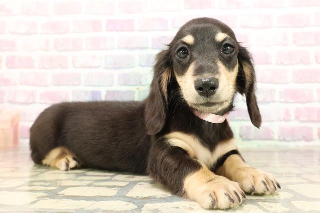 東京都のミニチュアダックスフンド(ロング) (Coo&RIKU新小岩店/2025年8月26日生まれ/女の子/ブラックタン)の子犬の3枚目の画像