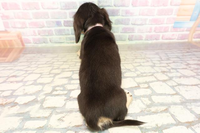 東京都のミニチュアダックスフンド(ロング) (Coo&RIKU新小岩店/2025年8月26日生まれ/女の子/ブラックタン)の子犬の4枚目の画像