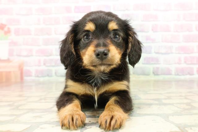 東京都のチワックス(チワワ×ダックス) (Coo&RIKU中野サンモール店/2025年8月30日生まれ/女の子/ブラックタン)の子犬の1枚目の画像