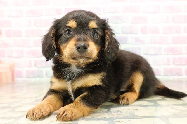 東京都のチワックス(チワワ×ダックス) (Coo&RIKU中野サンモール店/2025年8月30日生まれ/女の子/ブラックタン)の子犬の2枚目の画像