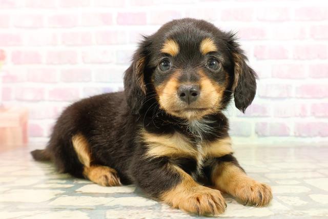 東京都のチワックス(チワワ×ダックス) (Coo&RIKU中野サンモール店/2025年8月30日生まれ/女の子/ブラックタン)の子犬の3枚目の画像