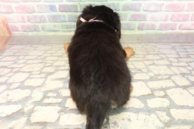 東京都のチワックス(チワワ×ダックス) (Coo&RIKU中野サンモール店/2025年8月30日生まれ/女の子/ブラックタン)の子犬の4枚目の画像