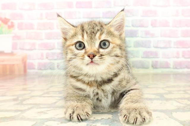 栃木県のマンチカン (Coo&RIKU足利店/2025年8月31日生まれ/女の子/ブラウンパッチドタビー)の子猫