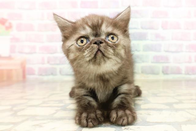 東京都のエキゾチック (Coo&RIKU池袋西口店/2025年9月2日生まれ/女の子/ブラックスモーク)の子猫の1枚目の画像