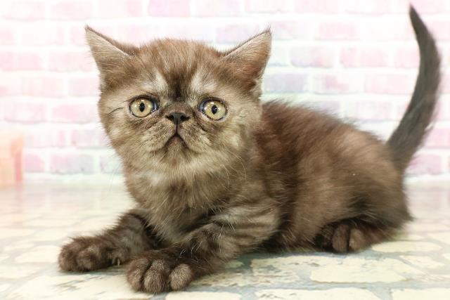 東京都のエキゾチック (Coo&RIKU池袋西口店/2025年9月2日生まれ/女の子/ブラックスモーク)の子猫の2枚目の画像