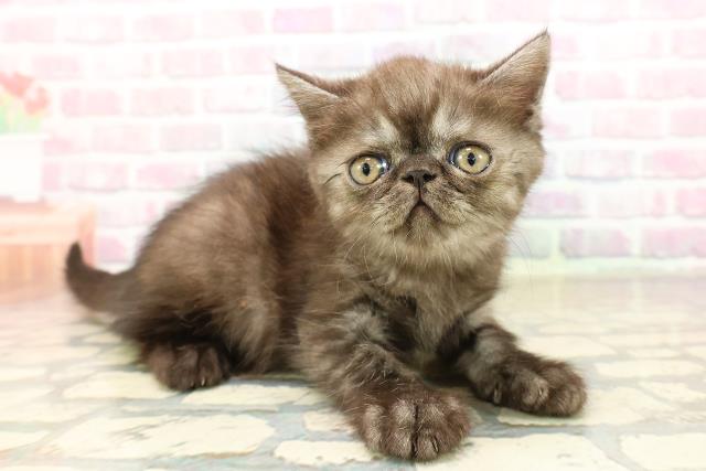 東京都のエキゾチック (Coo&RIKU池袋西口店/2025年9月2日生まれ/女の子/ブラックスモーク)の子猫の3枚目の画像