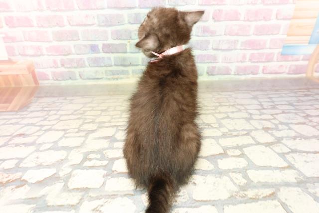 東京都のエキゾチック (Coo&RIKU池袋西口店/2025年9月2日生まれ/女の子/ブラックスモーク)の子猫の4枚目の画像