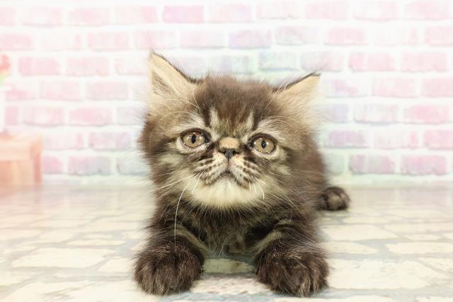 東京都のエキゾチック (Coo&RIKU高円寺店/2025年9月2日生まれ/女の子/ブラウンタビー)の子猫の1枚目の画像