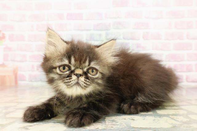 東京都のエキゾチック (Coo&RIKU高円寺店/2025年9月2日生まれ/女の子/ブラウンタビー)の子猫の2枚目の画像