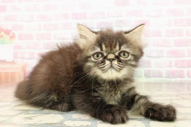 東京都のエキゾチック (Coo&RIKU高円寺店/2025年9月2日生まれ/女の子/ブラウンタビー)の子猫の3枚目の画像