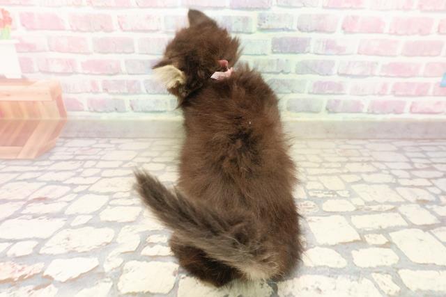 東京都のエキゾチック (Coo&RIKU高円寺店/2025年9月2日生まれ/女の子/ブラウンタビー)の子猫の4枚目の画像