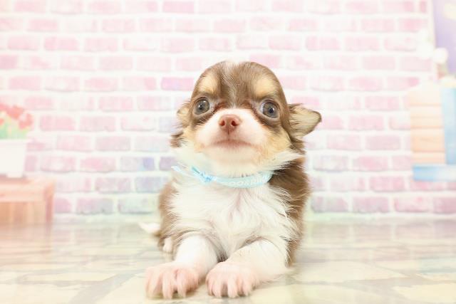 東京都のチワワ(ロング) (Coo&RIKU三軒茶屋店/2025年9月4日生まれ/男の子/チョコレートタンホワイト)の子犬の1枚目の画像