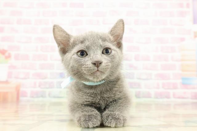 東京都のロシアンブルー (Coo&RIKU武蔵小山店/2025年9月3日生まれ/男の子/ブルー)の子猫の1枚目の画像