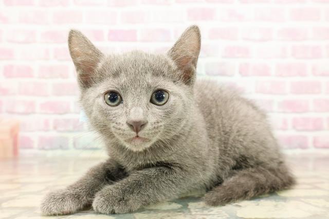 東京都のロシアンブルー (Coo&RIKU武蔵小山店/2025年9月3日生まれ/男の子/ブルー)の子猫の2枚目の画像