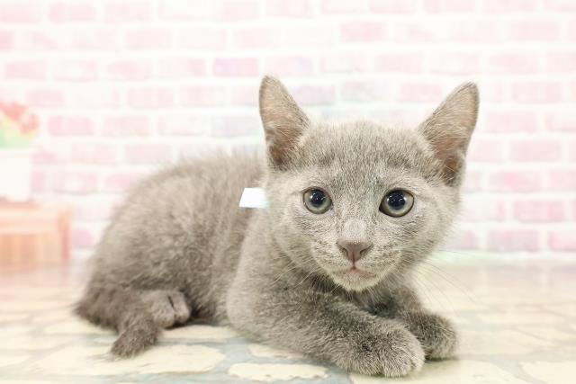 東京都のロシアンブルー (Coo&RIKU武蔵小山店/2025年9月3日生まれ/男の子/ブルー)の子猫の3枚目の画像