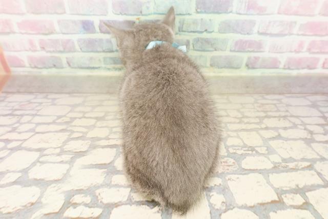 東京都のロシアンブルー (Coo&RIKU武蔵小山店/2025年9月3日生まれ/男の子/ブルー)の子猫の4枚目の画像