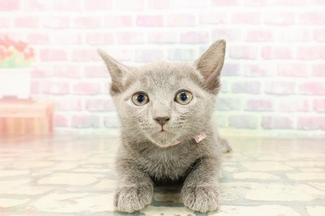 東京都のロシアンブルー (Coo&RIKU自由が丘店/2025年9月3日生まれ/女の子/ブルー)の子猫の1枚目の画像