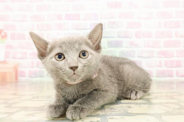 東京都のロシアンブルー (Coo&RIKU自由が丘店/2025年9月3日生まれ/女の子/ブルー)の子猫の2枚目の画像
