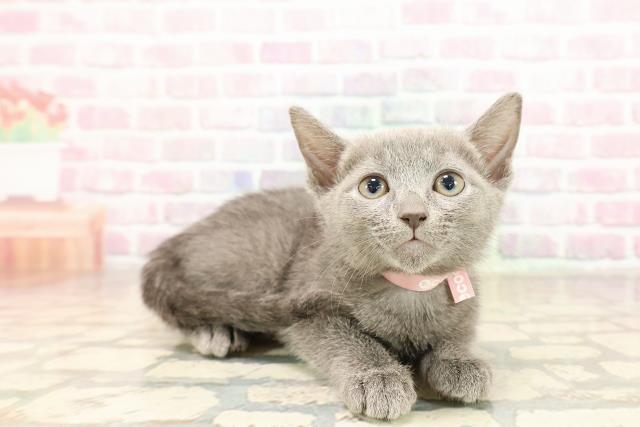 東京都のロシアンブルー (Coo&RIKU自由が丘店/2025年9月3日生まれ/女の子/ブルー)の子猫の3枚目の画像