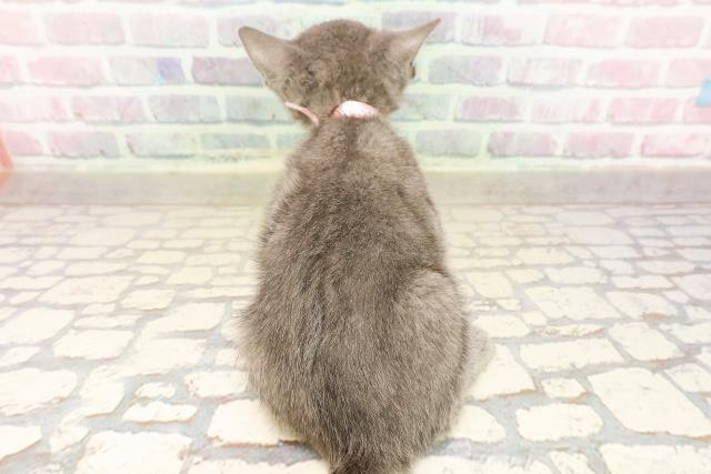 東京都のロシアンブルー (Coo&RIKU自由が丘店/2025年9月3日生まれ/女の子/ブルー)の子猫の4枚目の画像