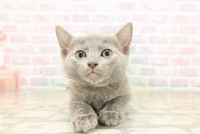 ロシアンブルー