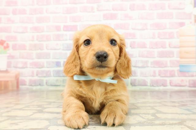 東京都のミニチュアダックスフンド(ロング) (Coo&RIKU浅草店/2025年9月4日生まれ/男の子/ゴールド)の子犬の1枚目の画像