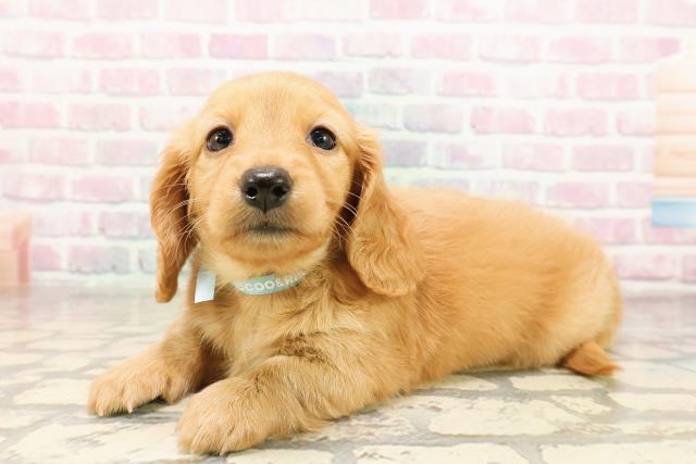 東京都のミニチュアダックスフンド(ロング) (Coo&RIKU浅草店/2025年9月4日生まれ/男の子/ゴールド)の子犬の2枚目の画像