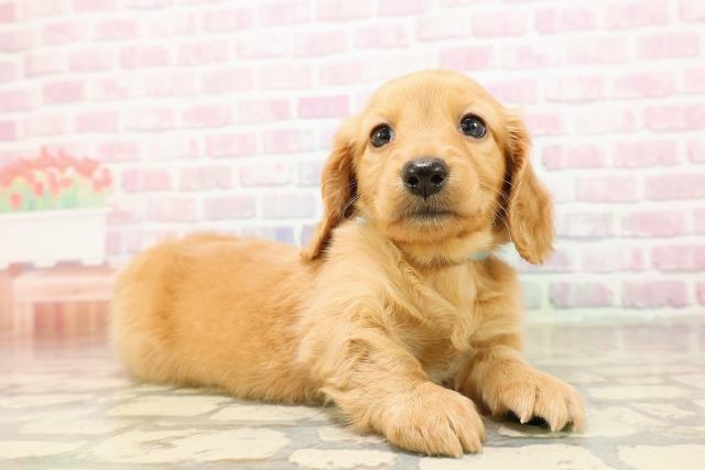 東京都のミニチュアダックスフンド(ロング) (Coo&RIKU浅草店/2025年9月4日生まれ/男の子/ゴールド)の子犬の3枚目の画像