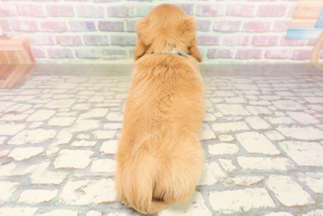 東京都のミニチュアダックスフンド(ロング) (Coo&RIKU浅草店/2025年9月4日生まれ/男の子/ゴールド)の子犬の4枚目の画像