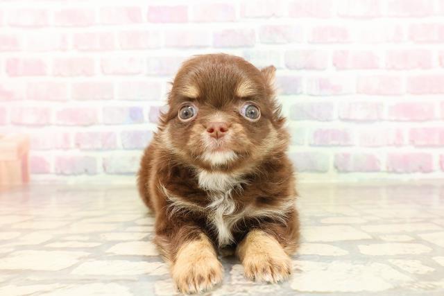 東京都のチワワ(ロング) (Coo&RIKU高円寺店/2025年8月30日生まれ/男の子/チョコレートタン)の子犬の1枚目の画像