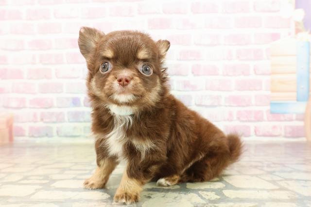 東京都のチワワ(ロング) (Coo&RIKU高円寺店/2025年8月30日生まれ/男の子/チョコレートタン)の子犬の2枚目の画像