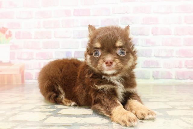 東京都のチワワ(ロング) (Coo&RIKU高円寺店/2025年8月30日生まれ/男の子/チョコレートタン)の子犬の3枚目の画像