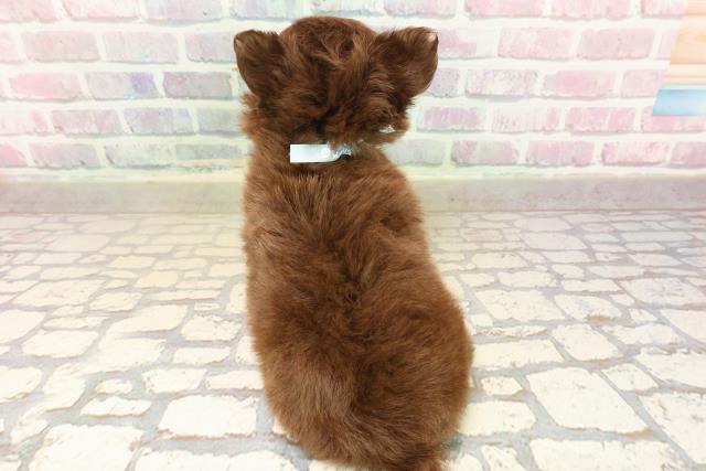 東京都のチワワ(ロング) (Coo&RIKU高円寺店/2025年8月30日生まれ/男の子/チョコレートタン)の子犬の4枚目の画像