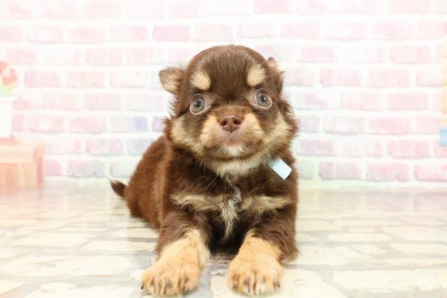 東京都のチワワ(ロング) (Coo&RIKU三軒茶屋店/2025年8月30日生まれ/男の子/チョコレートタン)の子犬の1枚目の画像