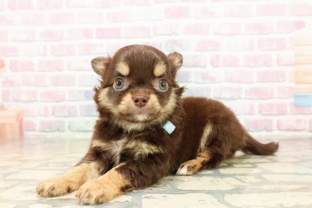 東京都のチワワ(ロング) (Coo&RIKU三軒茶屋店/2025年8月30日生まれ/男の子/チョコレートタン)の子犬の2枚目の画像