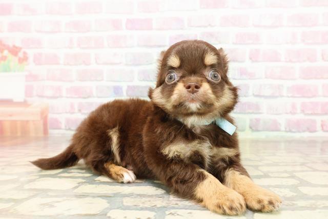 東京都のチワワ(ロング) (Coo&RIKU三軒茶屋店/2025年8月30日生まれ/男の子/チョコレートタン)の子犬の3枚目の画像