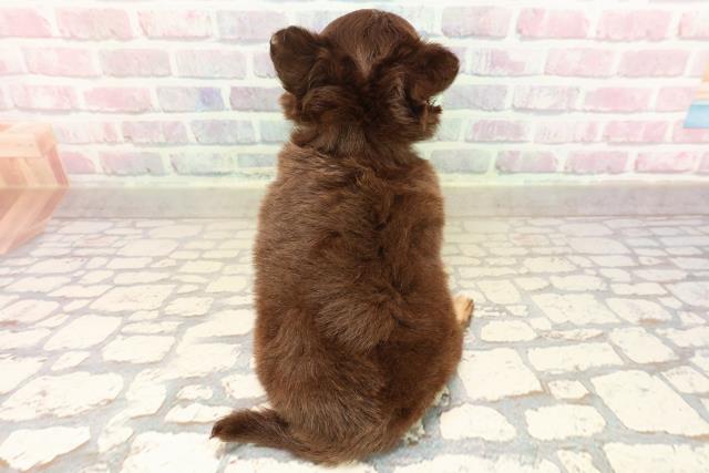 東京都のチワワ(ロング) (Coo&RIKU三軒茶屋店/2025年8月30日生まれ/男の子/チョコレートタン)の子犬の4枚目の画像