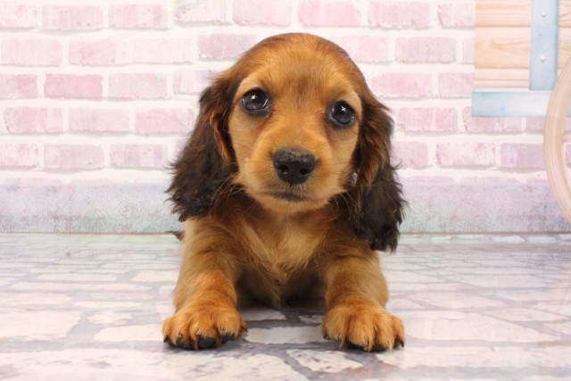 京都府のミニチュアダックスフンド(ロング) (Coo&RIKU京都店/2025年9月3日生まれ/女の子/レッド)の子犬の1枚目の画像