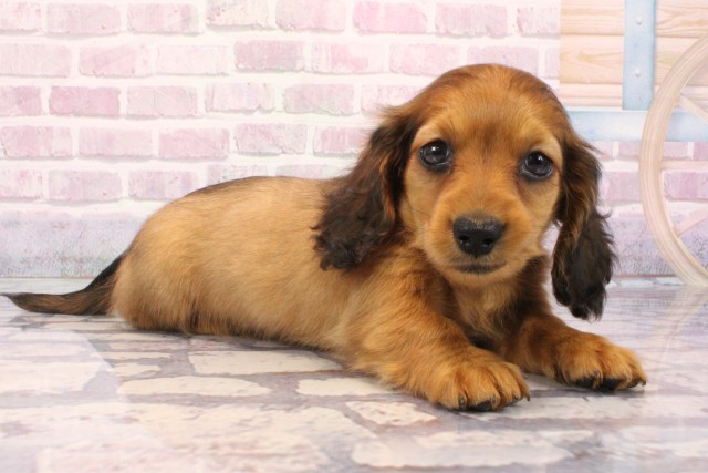 京都府のミニチュアダックスフンド(ロング) (Coo&RIKU京都店/2025年9月3日生まれ/女の子/レッド)の子犬の2枚目の画像