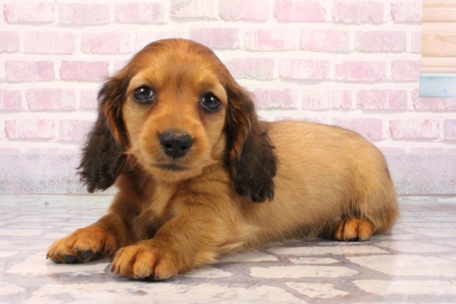 京都府のミニチュアダックスフンド(ロング) (Coo&RIKU京都店/2025年9月3日生まれ/女の子/レッド)の子犬の3枚目の画像