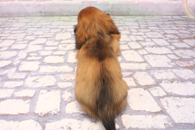 京都府のミニチュアダックスフンド(ロング) (Coo&RIKU京都店/2025年9月3日生まれ/女の子/レッド)の子犬の4枚目の画像