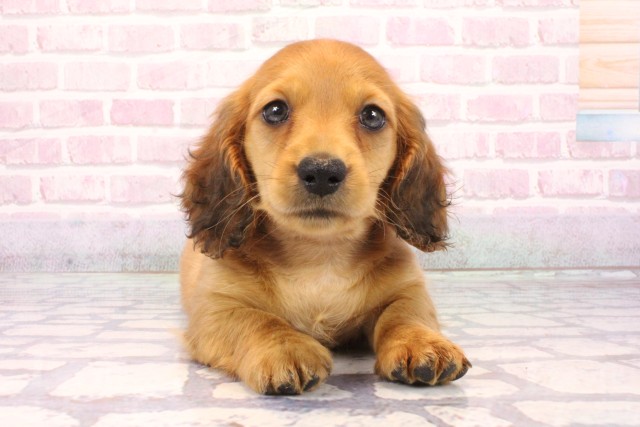 大阪府のミニチュアダックスフンド(ロング) (Coo&RIKU松原店/2025年9月3日生まれ/男の子/レッド)の子犬