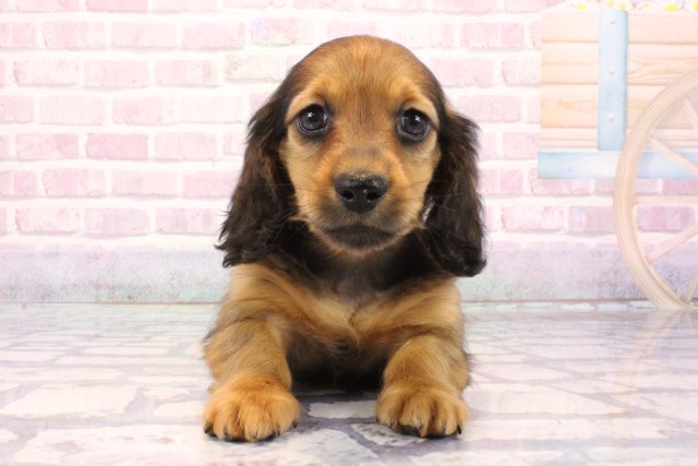 大阪府のミニチュアダックスフンド(ロング) (Coo&RIKU高槻店/2025年9月3日生まれ/男の子/レッド)の子犬