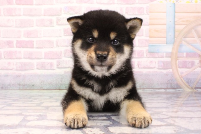 兵庫県の柴犬(標準サイズ) (Coo&RIKU神戸東灘店/2025年9月1日生まれ/男の子/黒)の子犬の1枚目の画像