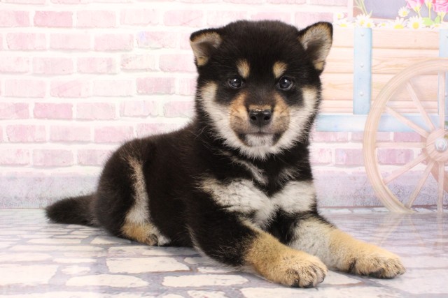 兵庫県の柴犬(標準サイズ) (Coo&RIKU神戸東灘店/2025年9月1日生まれ/男の子/黒)の子犬の2枚目の画像