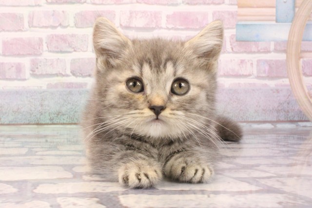 大阪府のマンチカン (Coo&RIKU心斎橋店/2025年9月4日生まれ/男の子/ブルータビー)の子猫