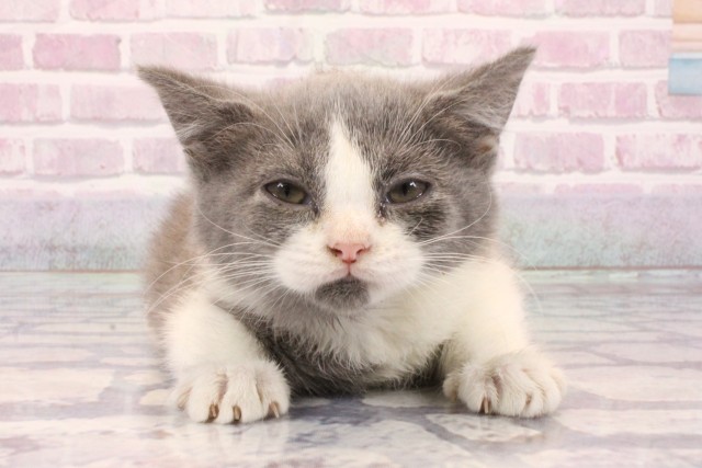 ブリティッシュショートヘアー