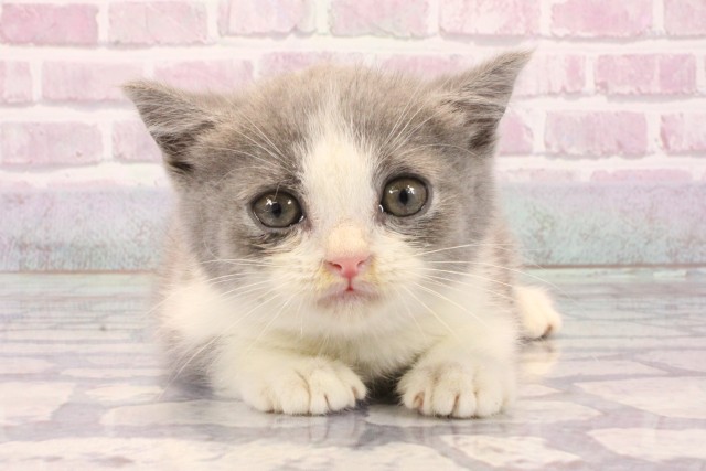 ブリティッシュショートヘアー