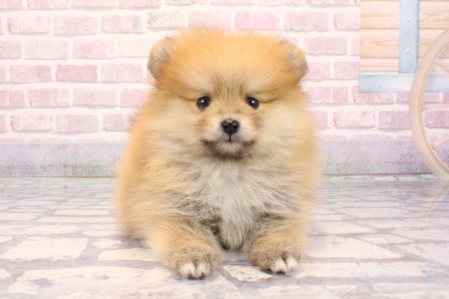 和歌山県のポメラニアン (Coo&RIKU和歌山店/2025年9月3日生まれ/男の子/オレンジ)の子犬の1枚目の画像